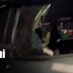 Foto: Robo de vehículos en Plaza Familiar, carretera a Masaya/TN8