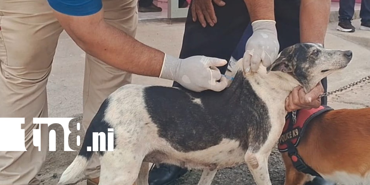 Foto: Vacunación antirrábica protegerá a 57 mil perros en Carazo /TN8