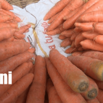 Canasta básica da un respiro al bolsillo con precios estables en Managua Foto: Estos son los precios de 25 productos de la canasta básica en Managua /TN8