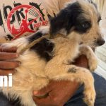 Vacunación casa a casa: Chinandega protege a los perros contra la rabia Foto: Arranca vacunación antirrábica en Chinandega /TN8