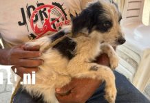 Vacunación casa a casa: Chinandega protege a los perros contra la rabia Foto: Arranca vacunación antirrábica en Chinandega /TN8