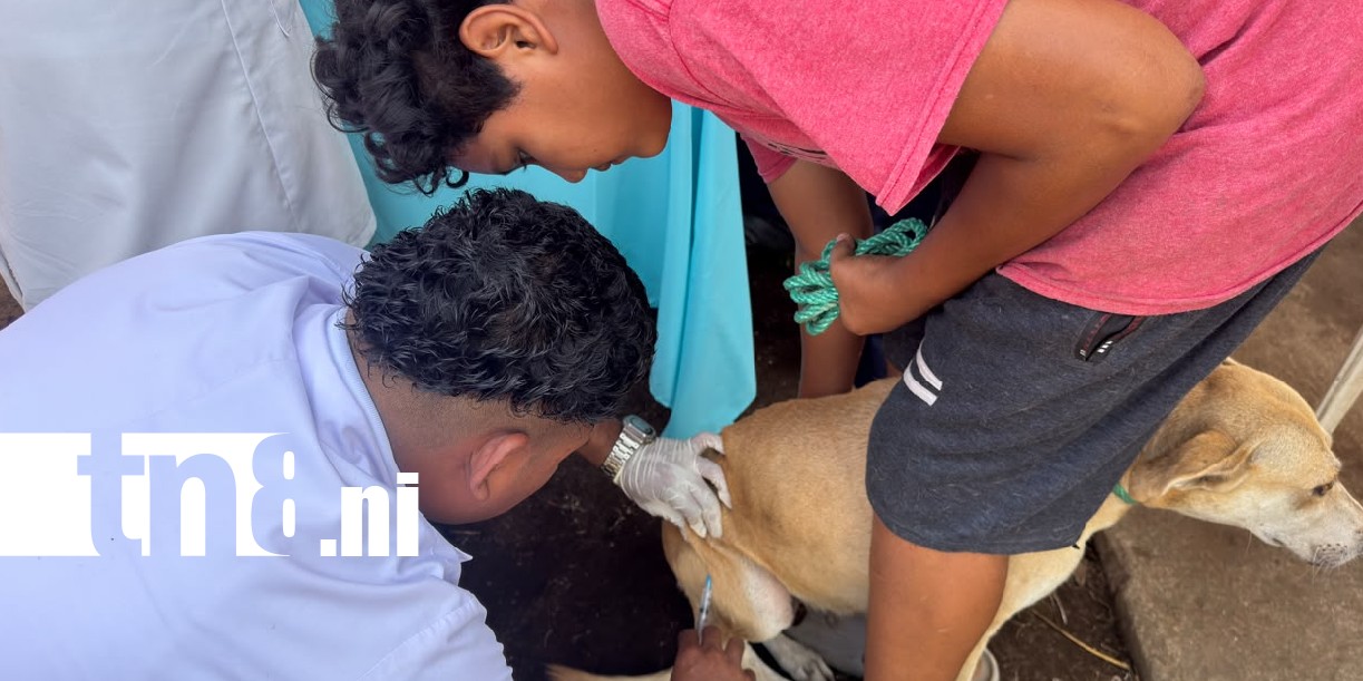 Foto: Vacunarán gratis a miles de perros en Chinandega contra la rabia /TN8