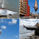 Atunes de 300 kilos aparecen muertos en playas de España Foto: Atunes gigantes aparecen muertos en playas de España /Cortesía