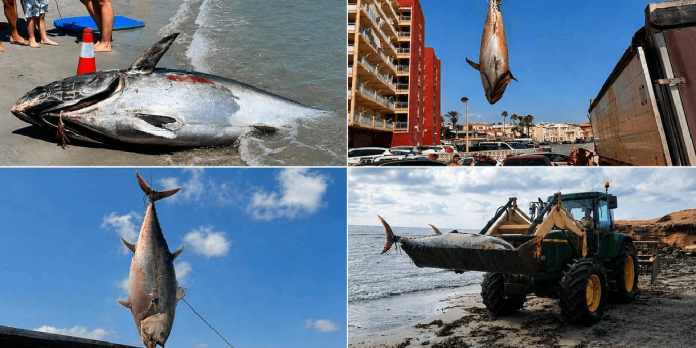 Foto: Atunes gigantes aparecen muertos en playas de España /Cortesía