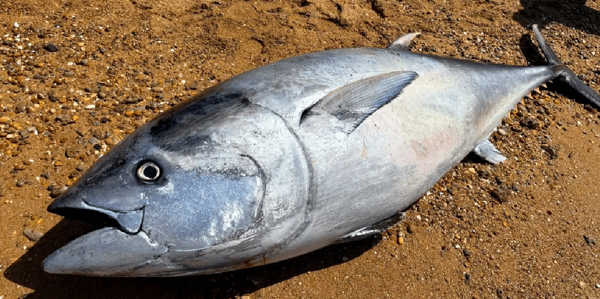 Foto: Atunes gigantes aparecen muertos en playas de España /Cortesía