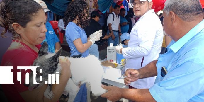 Foto: Vacunación antirrábica en mascotas de Managua / TN8 Foto: Vacunación antirrábica en mascotas de Managua / TN8