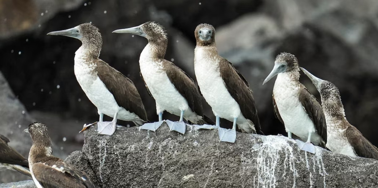Foto: Aves migratorias invaden curiosamente a Panamá