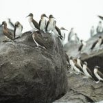 Foto: Aves migratorias invaden curiosamente a Panamá