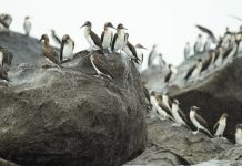 Invasión inesperada: cientos de aves llegan a Panamá por el impacto de El Niño Foto: Aves migratorias invaden curiosamente a Panamá
