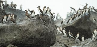 Foto: Aves migratorias invaden curiosamente a Panamá