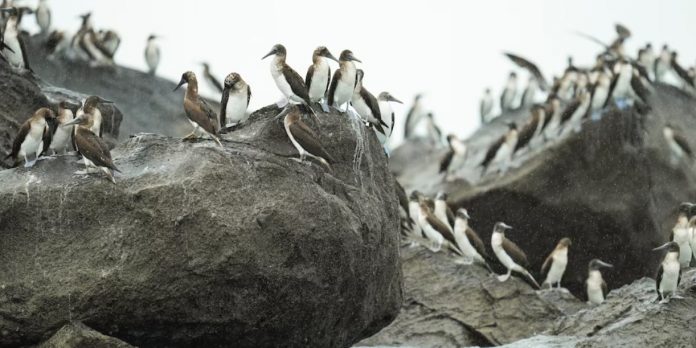 Foto: Aves migratorias invaden curiosamente a Panamá Foto: Aves migratorias invaden curiosamente a Panamá