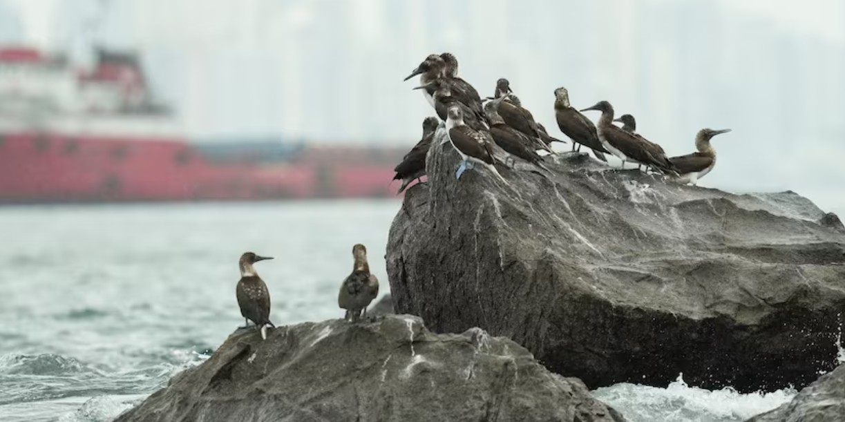 Foto: Aves migratorias invaden curiosamente a Panamá