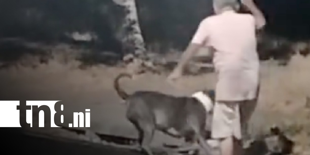Foto: Pitbull furioso en Valles de Sandino / TN8