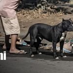 Foto: Ataque de perro pitbull en Valles de Sandino / TN8