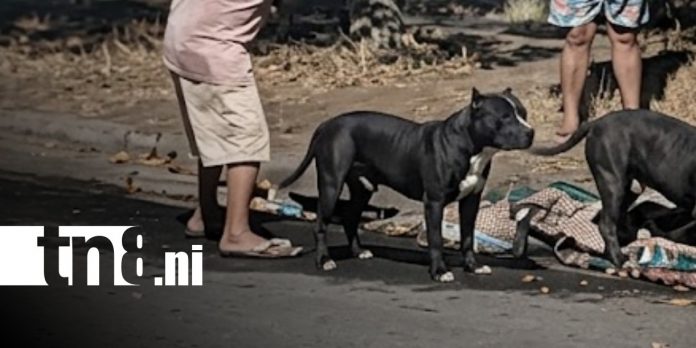 Foto: Ataque de perro pitbull en Valles de Sandino / TN8 Foto: Ataque de perro pitbull en Valles de Sandino / TN8