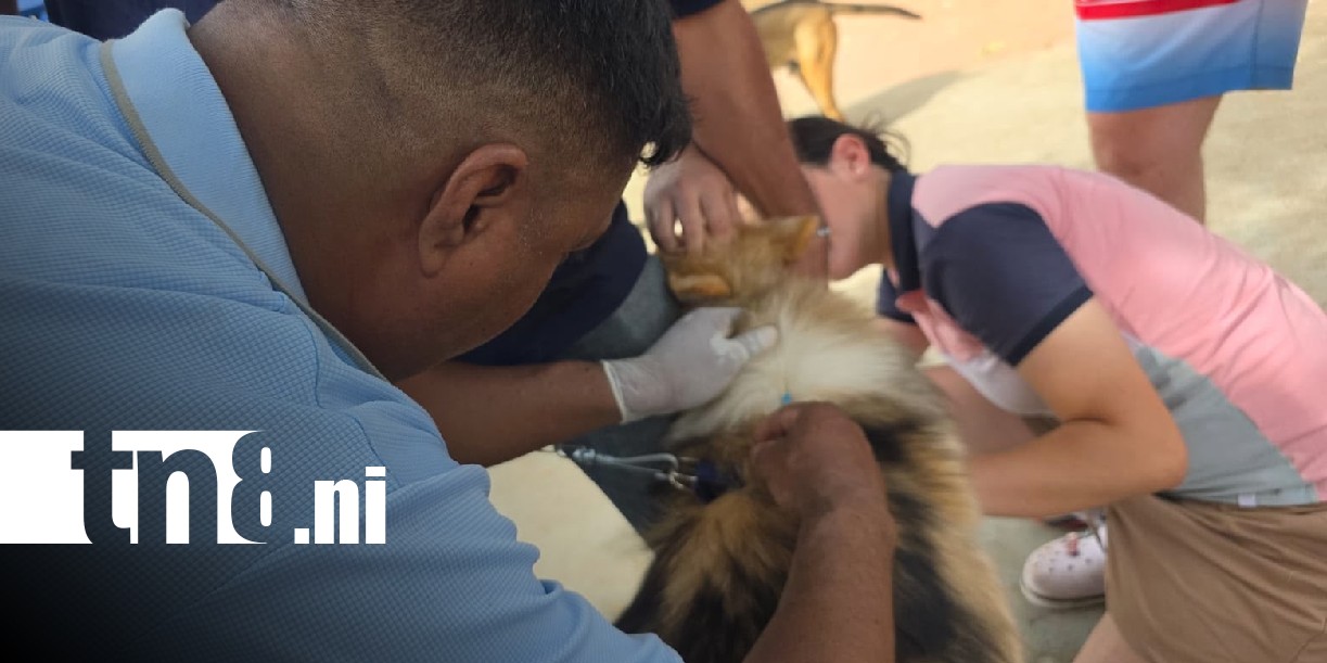 Foto: Vacunación contra la rabia en Masaya / TN8