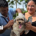 Masaya protege a sus mascotas con campaña de vacunación contra la rabia Foto: Vacunación contra la rabia en Masaya / TN8