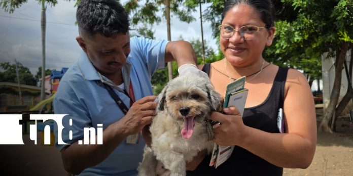 Foto: Vacunación contra la rabia en Masaya / TN8 Foto: Vacunación contra la rabia en Masaya / TN8