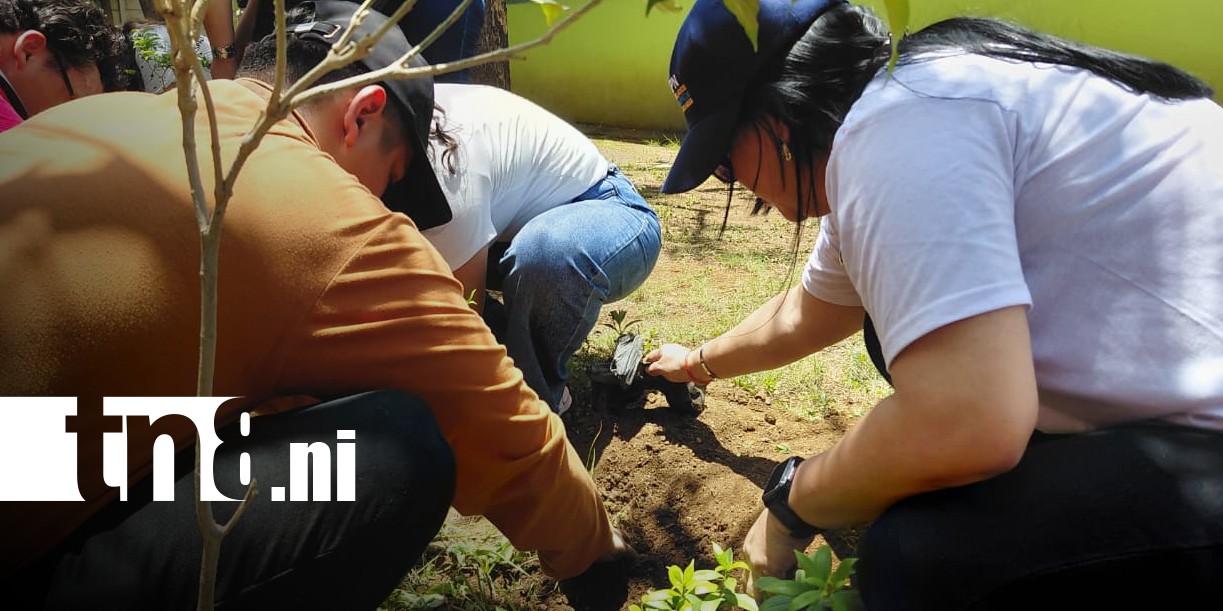 Foto: Jornada de reforestación desde la UCN / TN8