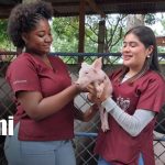 Universidades de Nicaragua fortalecen la formación veterinaria en encuentro interuniversitario Foto: Universidades de Nicaragua fortalecen la formación veterinaria en encuentro interuniversitario / TN8