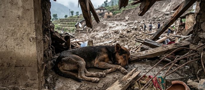 Foto: Perro sobrevive a inundaciones y aparece entre las ruinas en Nepal/Cortesía Foto: Perro sobrevive a inundaciones y aparece entre las ruinas en Nepal/Cortesía