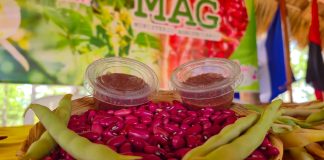 Foto: MAG presenta variedad de frijol resistente a sequía y plagas/Cortesía