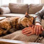 Foto: ¿Por qué los gatos lamen a las personas? /Cortesía