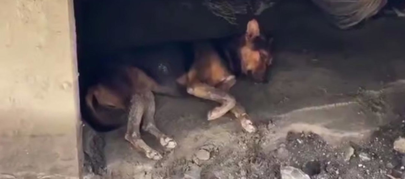 Foto: Perro sobrevive a inundaciones y aparece entre las ruinas en Nepal/Cortesía