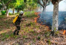 Foto: Alerta en Colombia: incendios consumen 65.000 hectáreas de bosques en Tolima/Cortesía