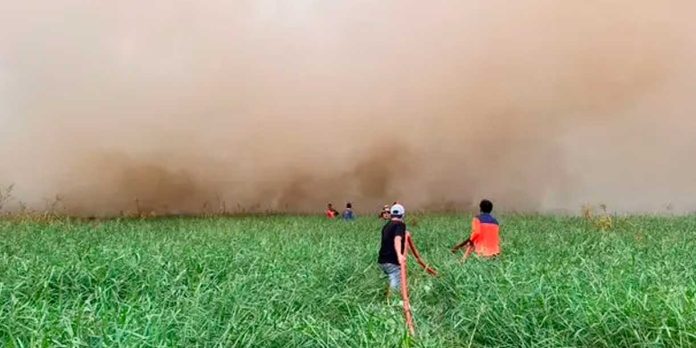 Foto:Indonesia confirma que El Niño agrava incendios en plantaciones de aceite de palma/Cortesía