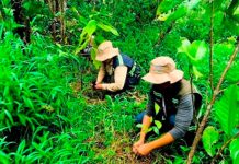 MARENA impulsa la reforestación en el Caribe Norte con miles de plantas Foto: MARENA impulsa la reforestación en el Caribe Norte con miles de plantas/Cortesía