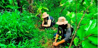 Foto: MARENA impulsa la reforestación en el Caribe Norte con miles de plantas/Cortesía
