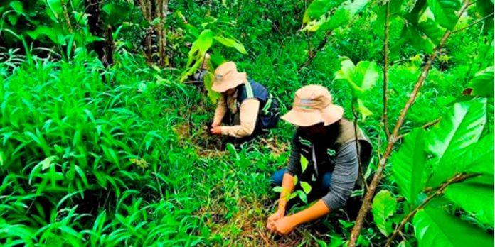1 Foto: MARENA impulsa la reforestación en el Caribe Norte con miles de plantas/Cortesía