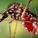 George Jenkins Molieri: "Dengue, chikungunya y zika: el piquete y los virus"