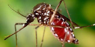 George Jenkins Molieri: "Dengue, chikungunya y zika: el piquete y los virus"