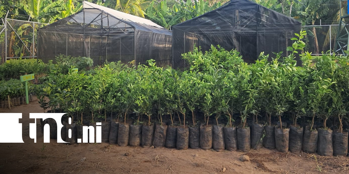 Foto: Nuevo vivero municipal fortalece la reforestación en Ometepe/TN8