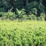 Juez frena fumigación de cultivos ilícitos impulsada por el Gobierno de Colombia Foto: Juez frena fumigación de cultivos ilícitos impulsada por el Gobierno de Colombia / Cortesía