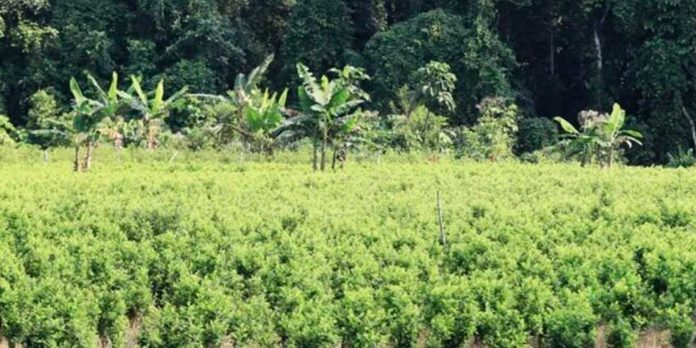 2 Foto: Juez frena fumigación de cultivos ilícitos impulsada por el Gobierno de Colombia / Cortesía