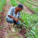 Más de 158,600 familias productoras participan en la siembra de maíz Foto: MAG reporta 232,400 manzanas de maíz sembradas durante el ciclo 2026/2027/Cortesía
