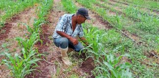 Foto: MAG reporta 232,400 manzanas de maíz sembradas durante el ciclo 2026/2027/Cortesía