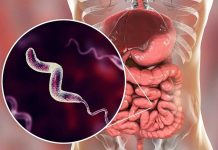 Campylobacter: investigación revela riesgo de reinfección en pacientes vulnerables Foto: Campylobacter preocupa por su resistencia/Cortesía