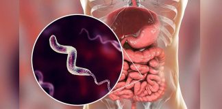 Foto: Campylobacter preocupa por su resistencia/Cortesía