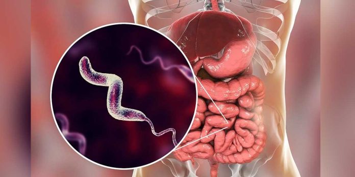 Foto: Campylobacter preocupa por su resistencia/Cortesía Foto: Campylobacter preocupa por su resistencia/Cortesía