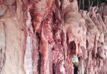 Foto: Nicaragua produce 19.8 millones de libras de carne de cerdo en 2026/Cortesía