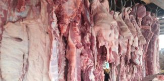 Foto: Nicaragua produce 19.8 millones de libras de carne de cerdo en 2026/Cortesía
