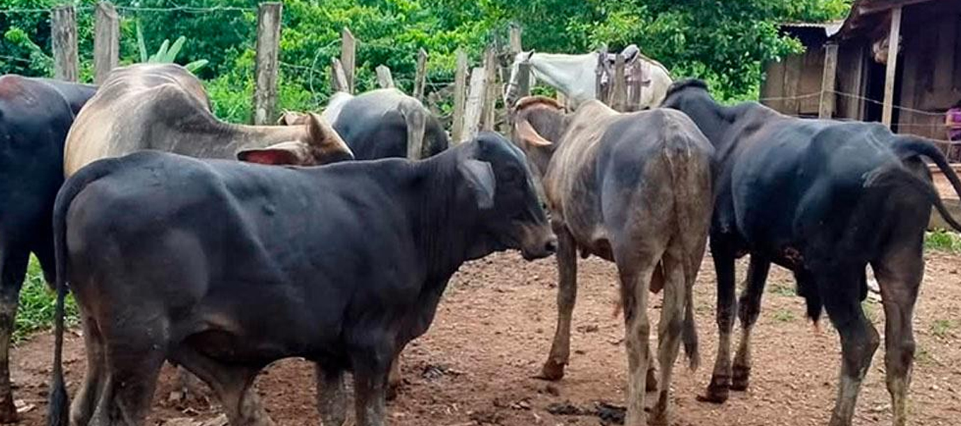 FOTO: Ejército ocupa 11 semovientes en Jinotega/Cortesía