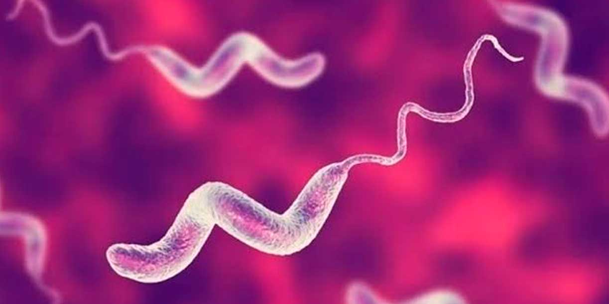 Foto: Campylobacter preocupa por su resistencia/Cortesía