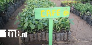 Foto: Nuevo vivero municipal fortalece la reforestación en Ometepe/TN8