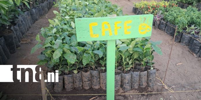Foto: Nuevo vivero municipal fortalece la reforestación en Ometepe/TN8 Foto: Nuevo vivero municipal fortalece la reforestación en Ometepe/TN8
