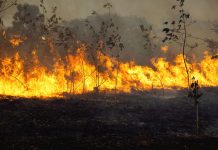 Siete incendios forestales continúan activos en Ecuador Foto: Incendios en Ecuador siguen activos / Cortesía